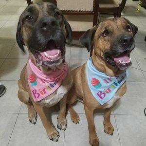 Meet your Posher, Angel